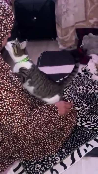 Kitty while praying