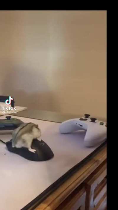 Desk on the hamster