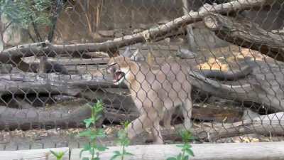 Here Kitty Kitty Kitty!