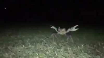 Mr crab