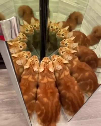 The Cat That Is Many, Feline Entity of a Thousand Souls