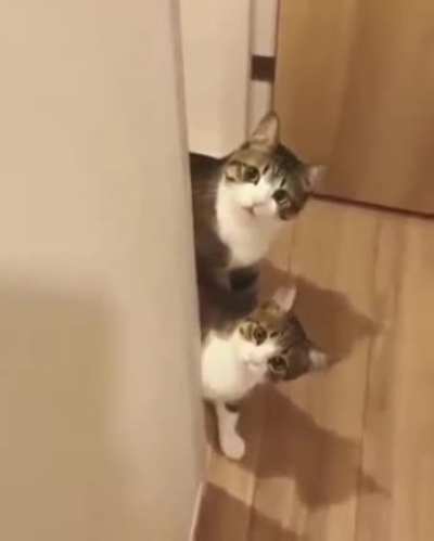 Who are you, human?