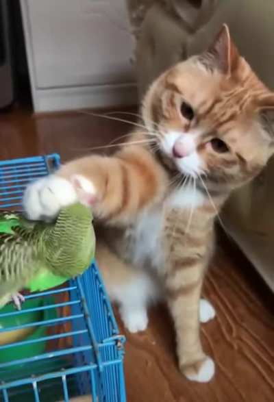 touch tha birdy.