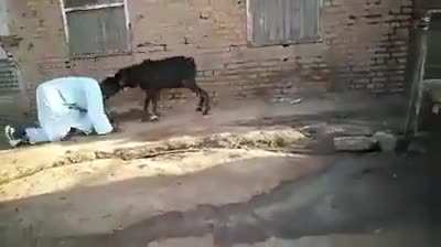 How to fight with Goats in their styles.