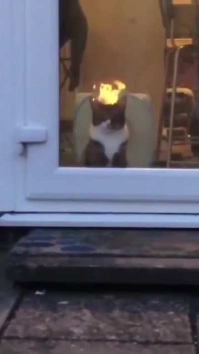 CaT FUckInG bURNs iTSELF AlIVE to ProTeSt STrIct cAt LaWs