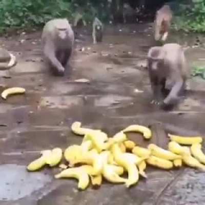 Monke and Nanas