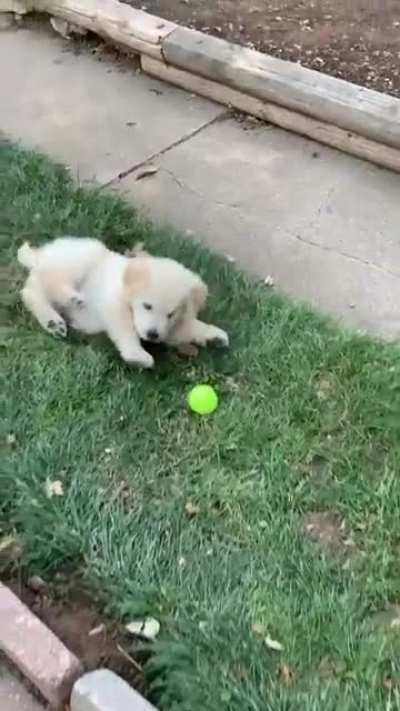 Archibald&rsquo;s first tennis balls