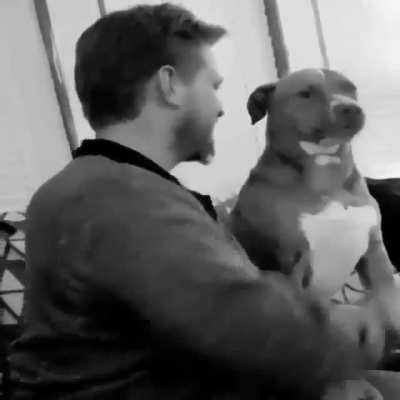 pets are not toys