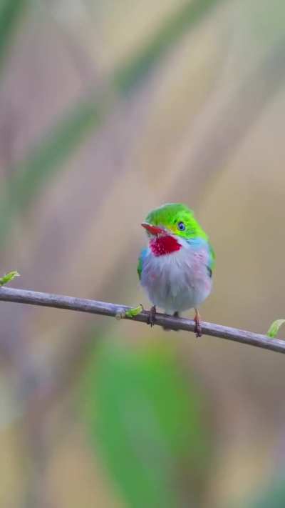 🔥 Cuban Tody