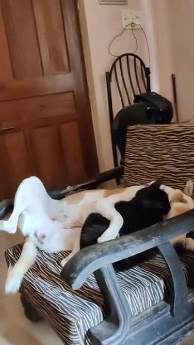 Snuggles and kisses