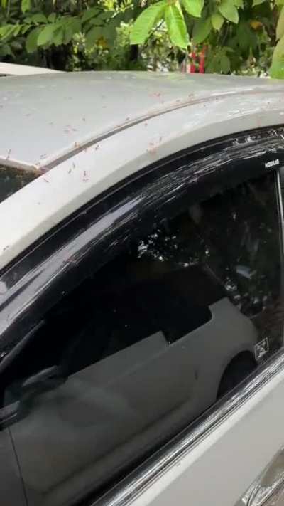 Dude parked to close to a tree that had these ants.