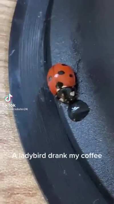 Фристайло