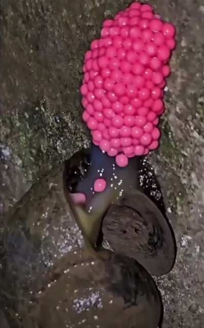 How snail lay their egg. so satisfying