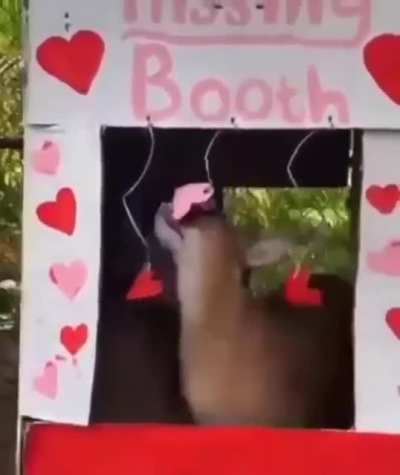 The Hissing Booth