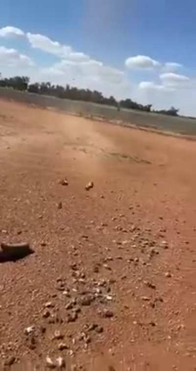 Mice rain from the sky as a farmer cleans out his silo, as "horror" rodent plague takes hold of NSW, Australia.