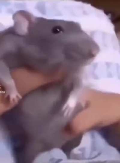 O roedor canceroso
