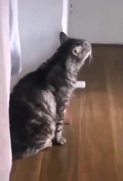 Cats are weird