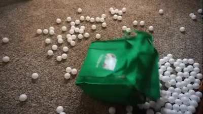 Puppy Loves Ping Pong Balls