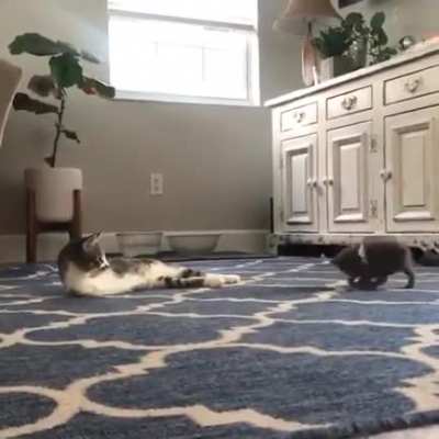 Котозаврик и котёнок