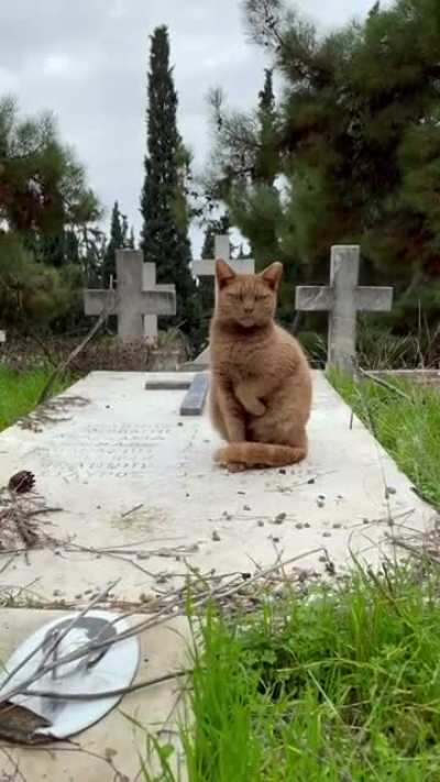Просто разговариваю с мёртвыми... Кошачьи дела, проходите...