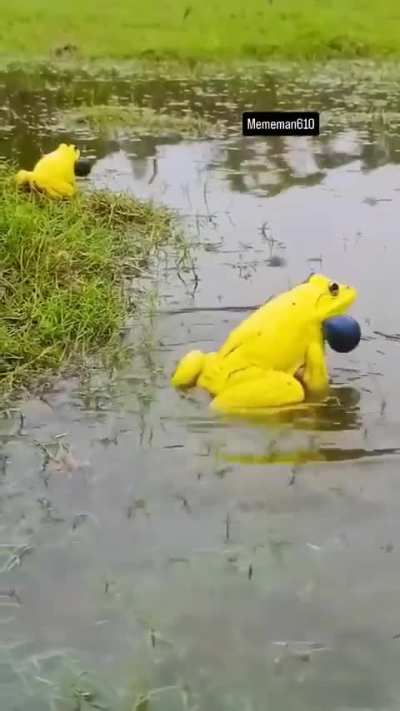 Such cute frogs