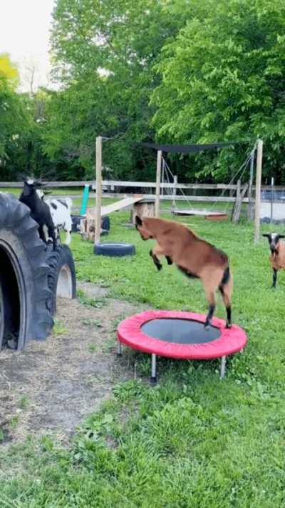 "Hey everyone, watch me do this trick!"