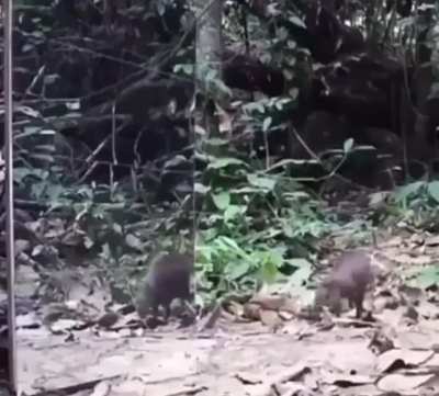 Jungle rodent sees it&rsquo;s reflection in mirror. My jungle rodent people need me