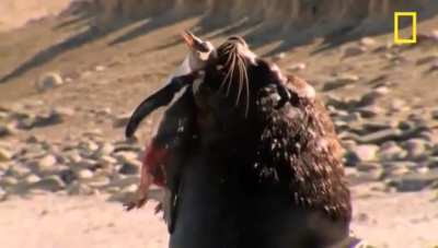 Southern Sea Lion chases down a Gentoo Penguin