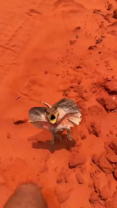 When a frill-necked lizard mistakes you for a tree in Australia