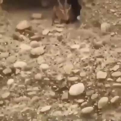 Mountain Goat