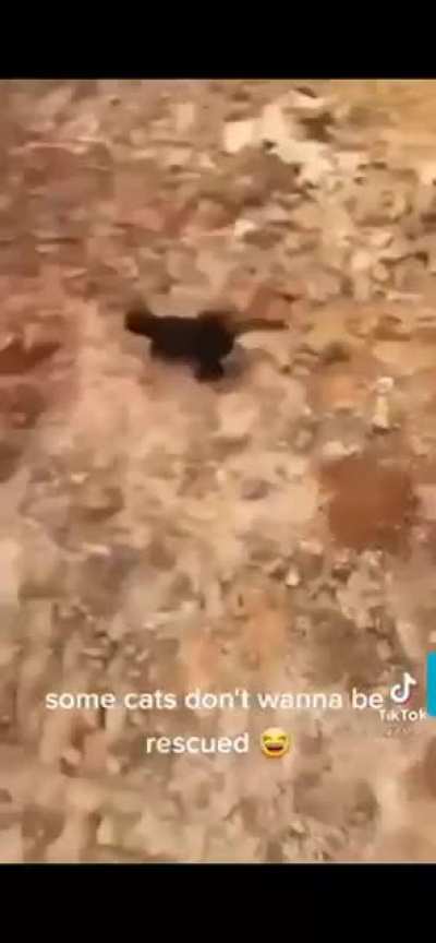 Cat rescue operation