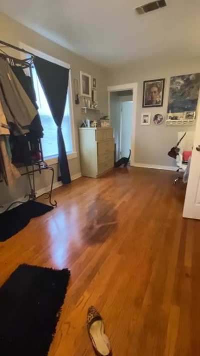 My bby Charlie plays fetch. If I don&rsquo;t throw it, he just yells! We both know the game&rsquo;s not over until he loses the hair tie.