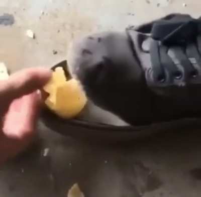 Tortilla chip vs shoe