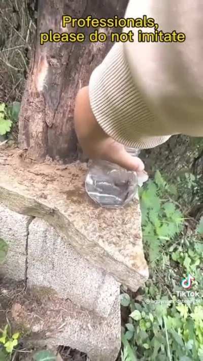 An encounter with an asian giant hornet