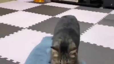 Insane wunkus battering a Bl&aring;haj