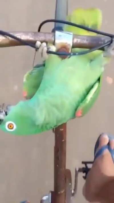 Na moral? tanta coisa pra ensinar o animal a falar, o cara ensina a imitar uma moto kkk