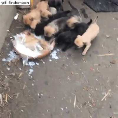 for the MILK!!