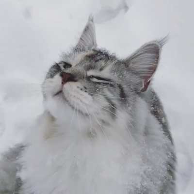 Котик