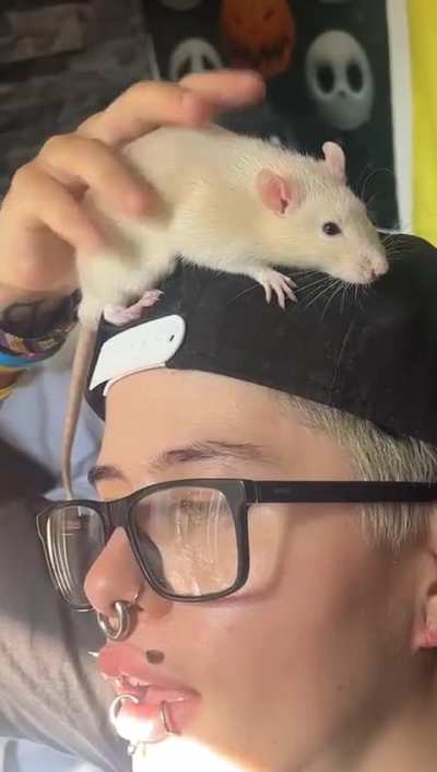 Why is my baby rat squeaking whenever I touched him? This was the only occurrence. 