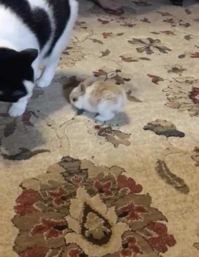 Found this little guy in my backyard yesterday. He seems to be getting along ok with the cat. We might be releasing him soon because I&rsquo;ve seen a couple bigger bunnies outside that might be his parents.