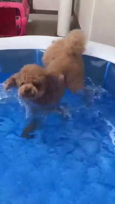 happy puppy
