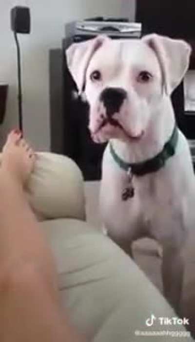 Bad dog