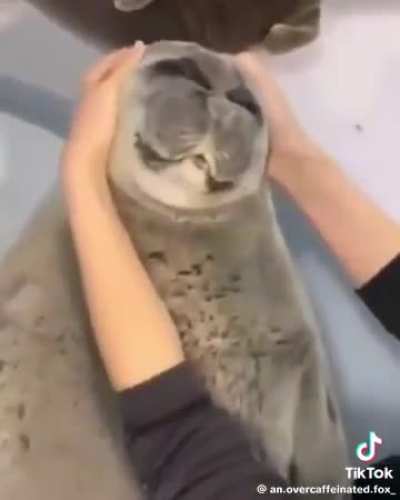(Graphic) Seal handlers call this seal a chud 🥺😞