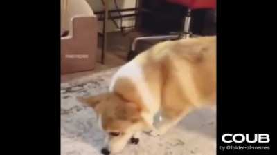 Puppy with brain disconnection