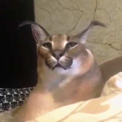 f l o p p a