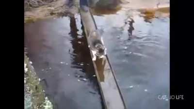 وقت گوربای بازیه