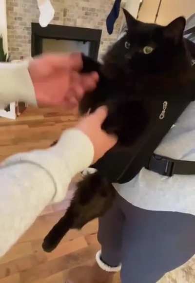 If my ancestors could see me meow&hellip;