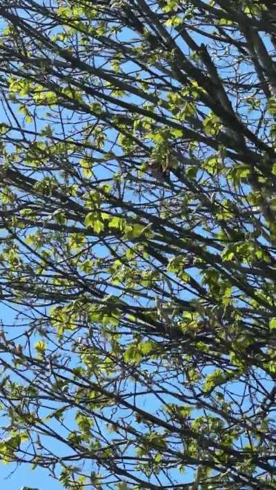 Eurasian jay?