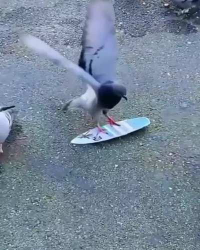 Crow got no chill