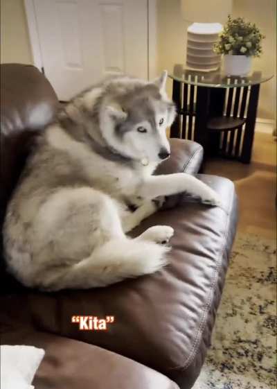 Perfect dogs